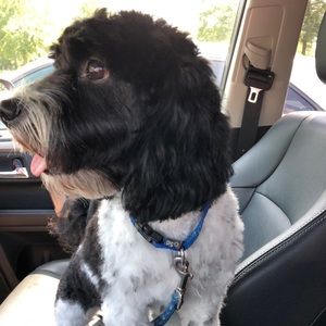 Meet your Posher, Laura